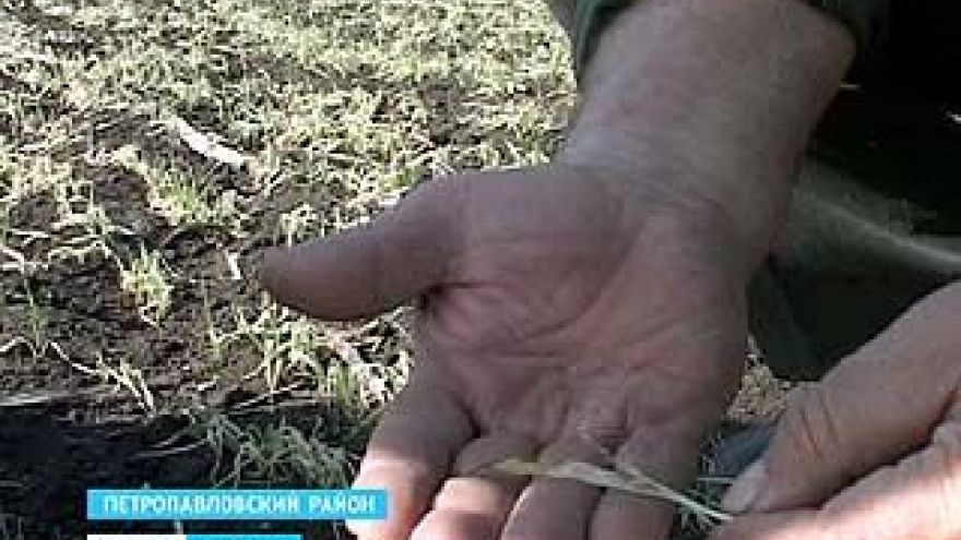 Земледельцы южных районов области подсчитывают убытки - озимые пострадали от заморозков