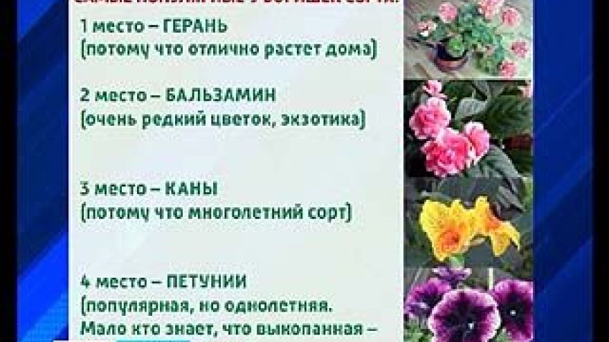 Дачный сезон в Воронеже особенно обострил ботанический вандализм