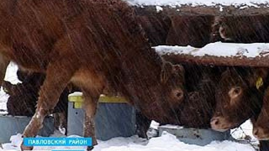В Павловском районе "лимузин" теперь не редкость