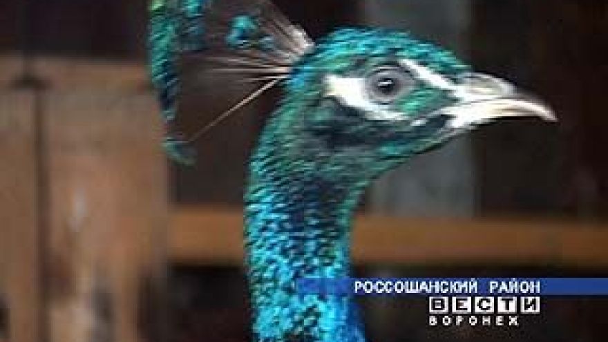 В Воронежской глубинке разводят редких животных