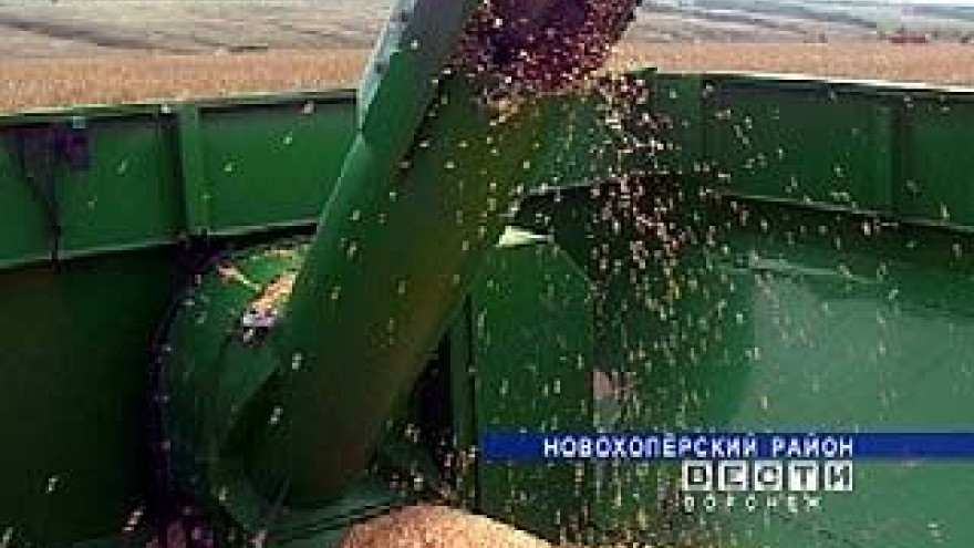 Кукуруза в Воронежской области перестала быть царицей полей
