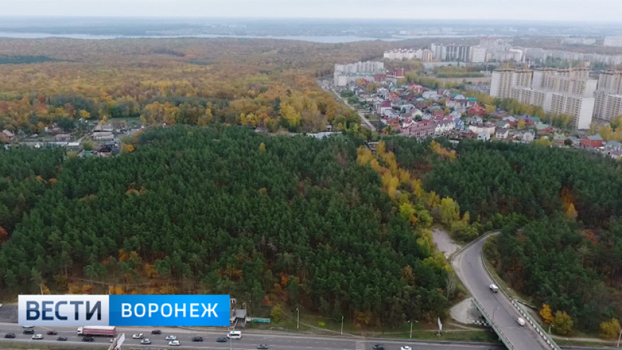 В Воронеже чиновник опроверг сообщения о вырубке деревьев в Нагорной дубраве ради новой дороги