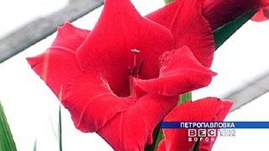 Цветовод из Петропавловки обижается на группу "Корни"