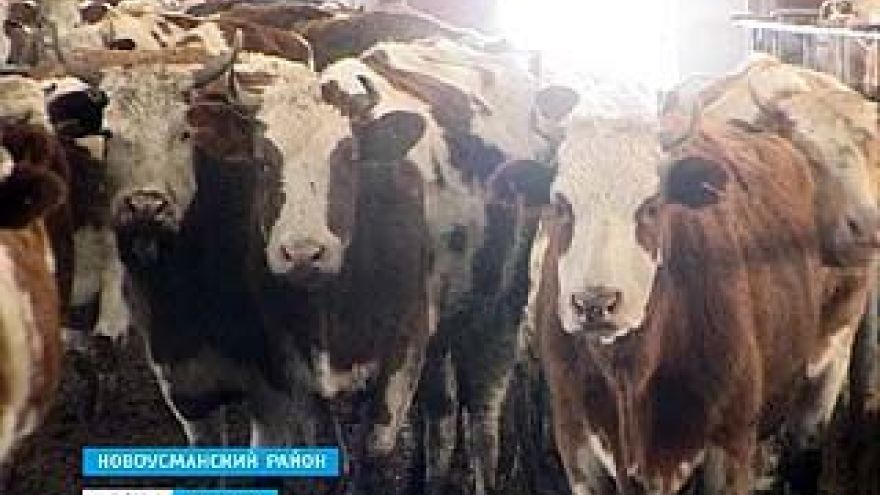 Ферма в Новой Усмани, которая находилась на грани гибели, начинает восстанавливаться