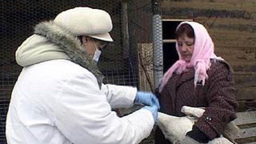 В 4-х районах области завершена вакцинация домашней птицы