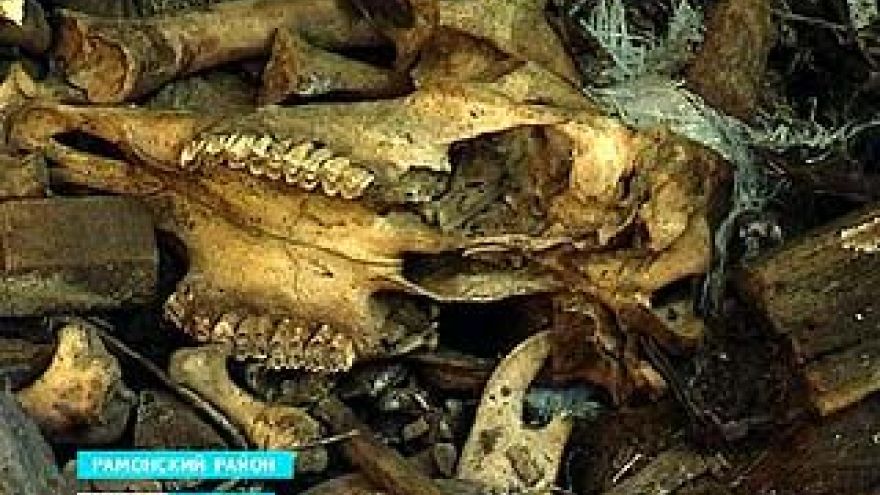 Воронежские скотомогильники или 326 скрытых угроз