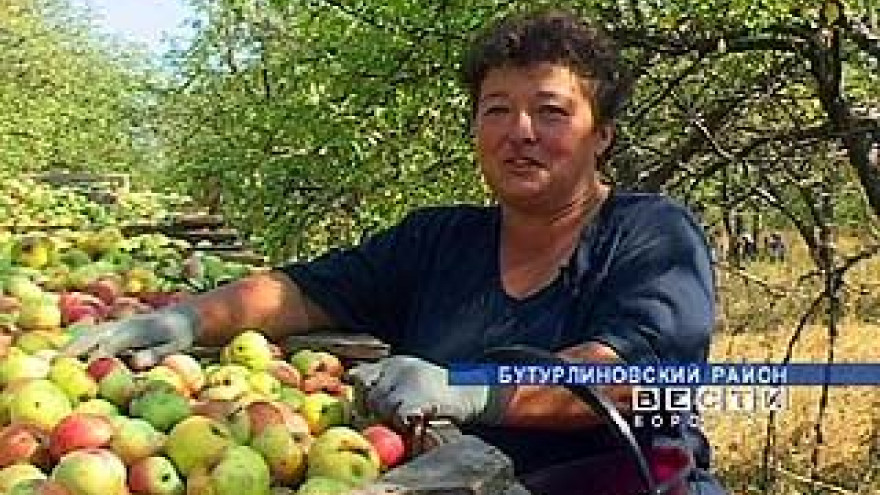Охранять свой урожай приходится садоводам Бутурлиновского района