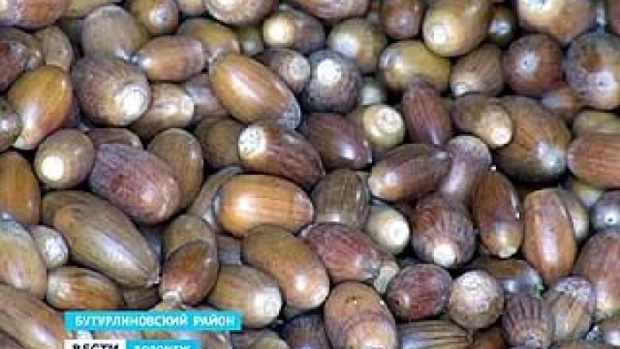 В Бутурлиновском районе приступили к сбору желудей