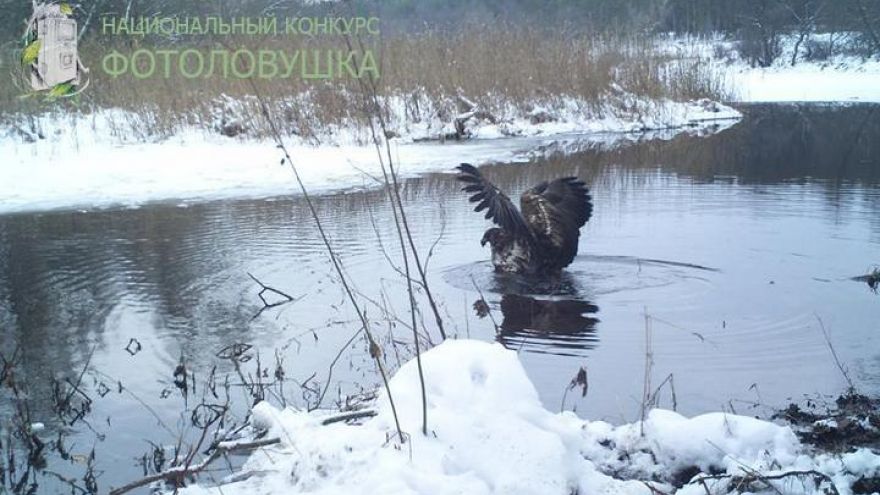 Сделанный в воронежском заповеднике снимок стал лучшим в национальном фотоконкурсе