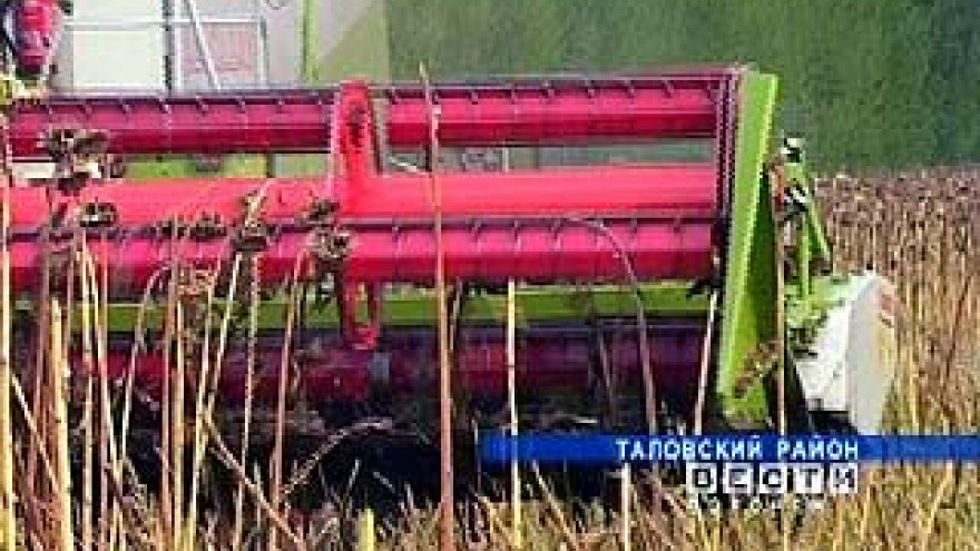 В Воронежской области началась уборка подсолнечника