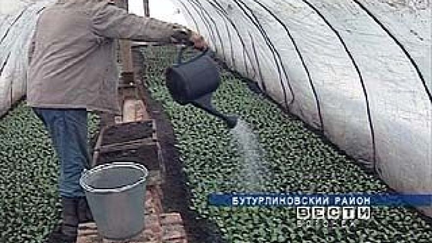 Для воронежских овощеводов-любителей сезон только начинается