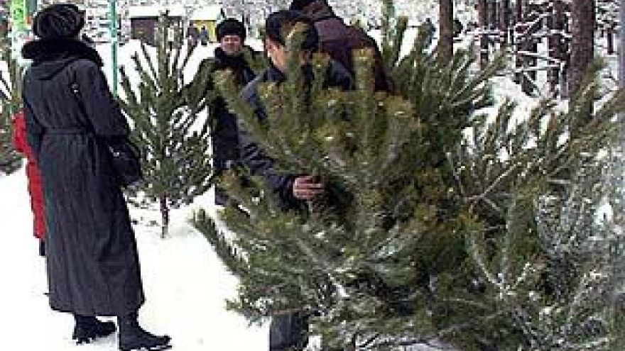 В Воронеже начнут работать ёлочные базары