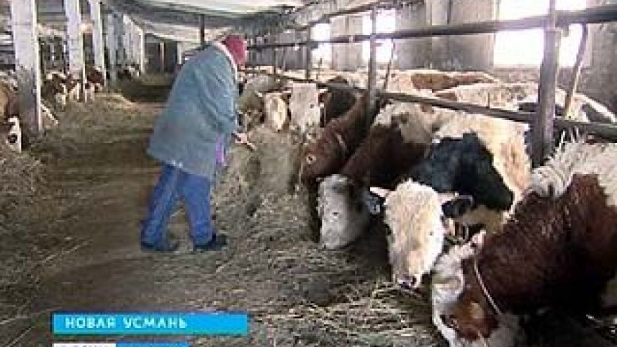 "Буренки" Новой Усмани получают полноценное питание