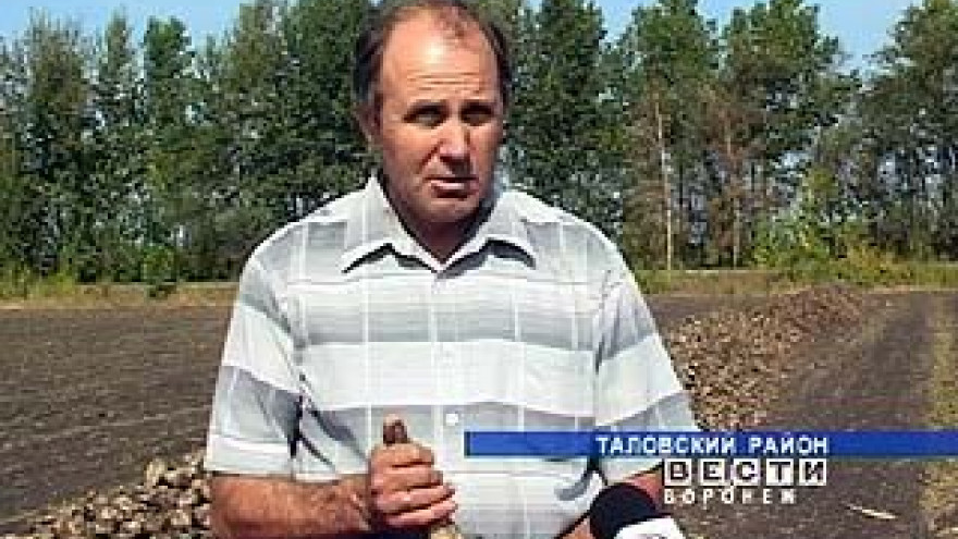Хозяйства Воронежской области начинают подсчитывать убытки