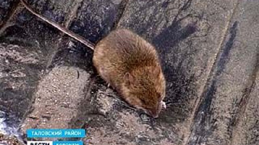 В Воронежском регионе настоящее нашествие мышей