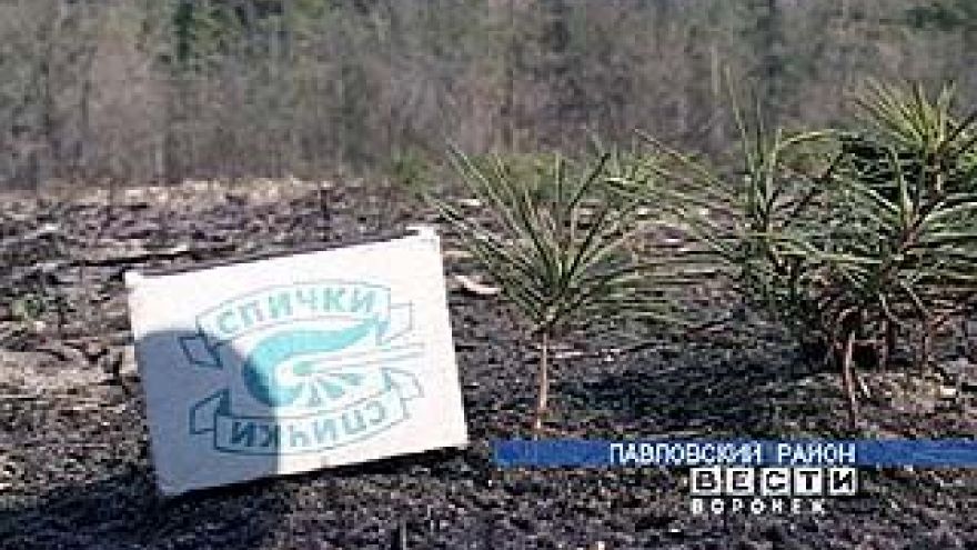 В Павловском районе завершают посадку лесных культур