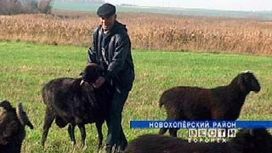 Новохоперские фермеры занялись овцеводством