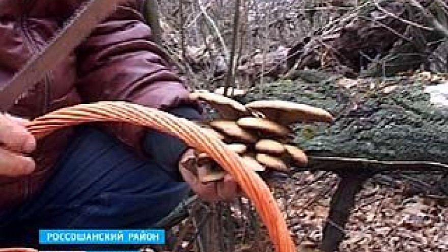 Жители россошанского села Морозовка ходят по грибы зимой