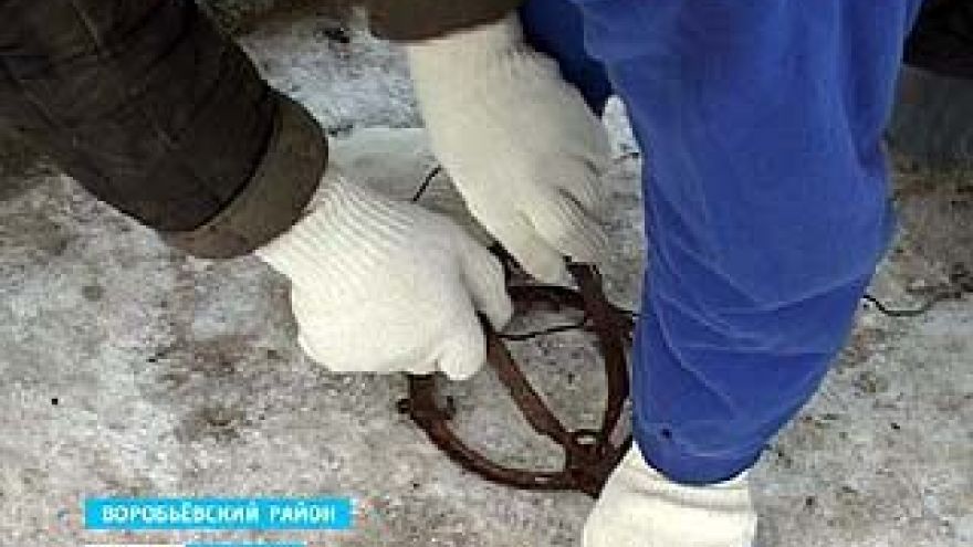 В Ломовском природно-ландшафтном парке браконьеры истребляют бобров
