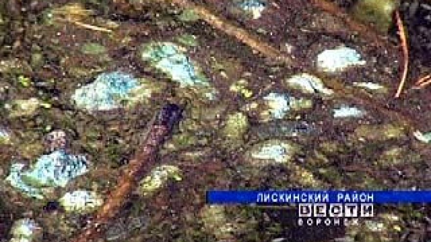В Лискинском районе зафиксирована массовая гибель рыбы