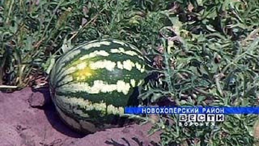 На заброшенных новохопёрских землях будут выращивать арбузы и дыни