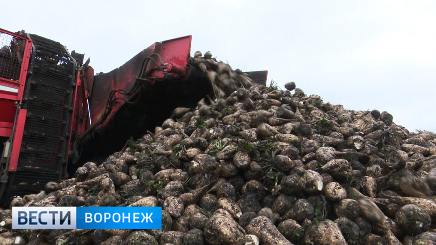В Воронежской области назван рекордсмен по урожаю сахарной свёклы