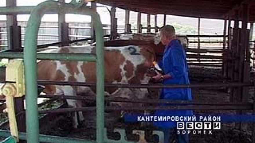 Несколько хозяйств Кантемировского района терпят убытки