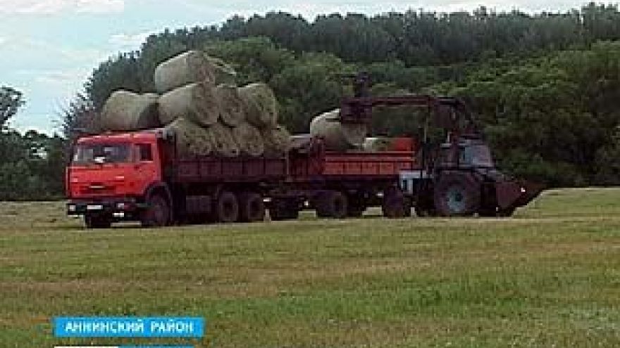 В хозяйствах Воронежской области начали заготавливать сено