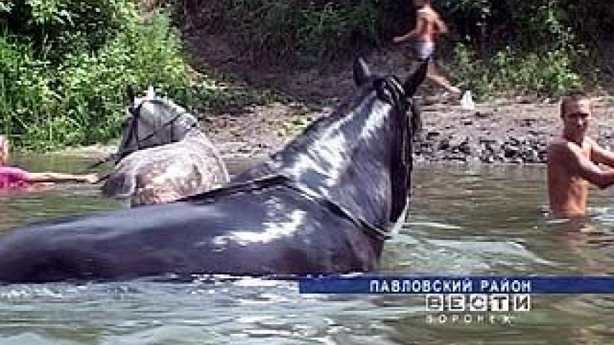 Как на юге Воронежской области спасались от палящего солнца?