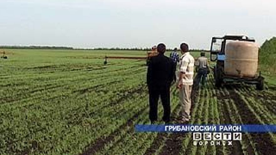 Свеклу только посеяли, а уже есть риск лишиться урожая