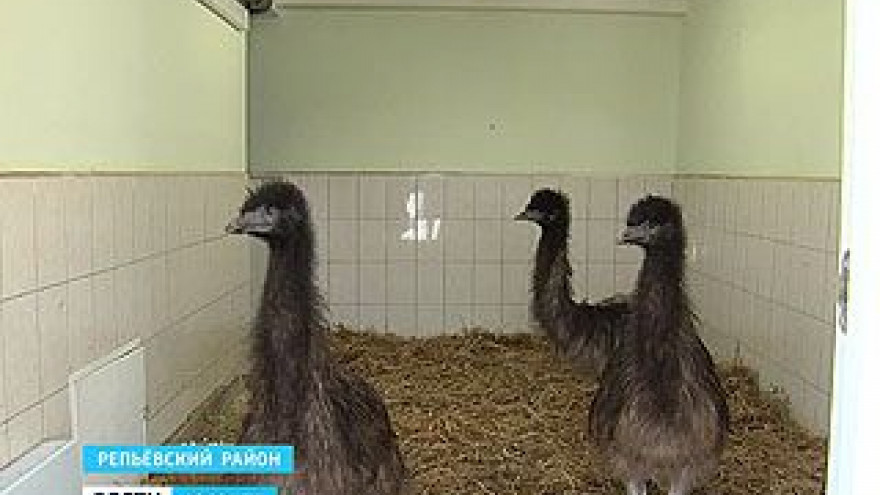 В Воронежской области разводят австралийских Эму
