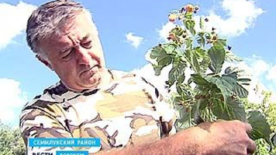 В Воронежской области подвели итоги конкурса "Начинающий фермер"