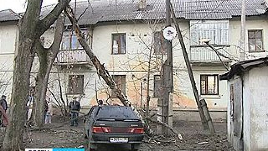 Пока горожане ждут новогодний снегопад, в Воронеже падают исключительно деревья