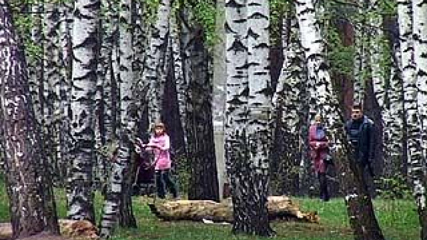 На юге Воронежской области березы теряют листья