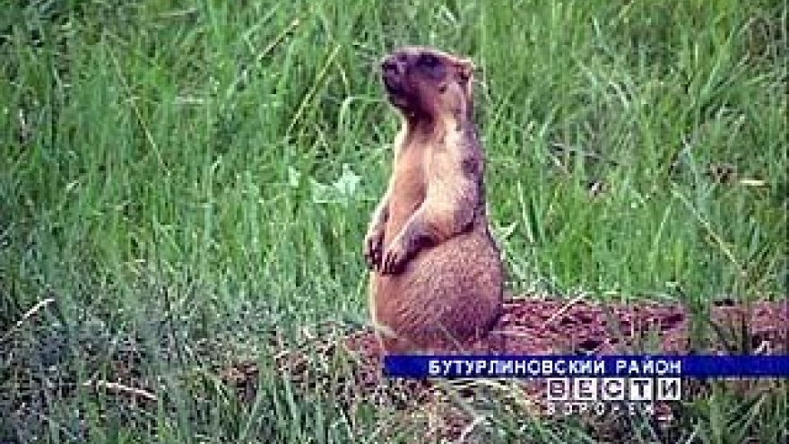 Куда уходят сурки из Каменной степи?