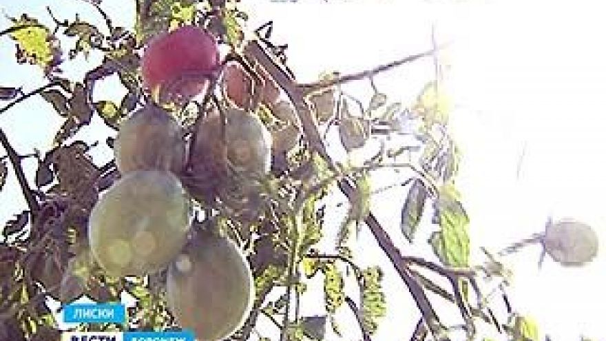 Опасный урожай собирают на своих приусадебных участках жители Лисок