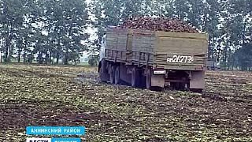 Сахарный завод в Аннинском районе опять не может справиться с урожаем
