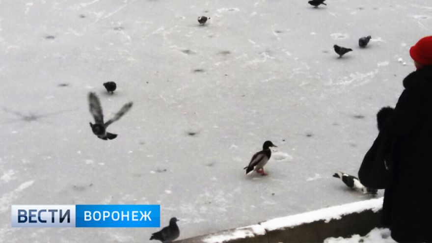 Воронежцы пытаются помочь новой пернатой обитательнице озера на улице Минской