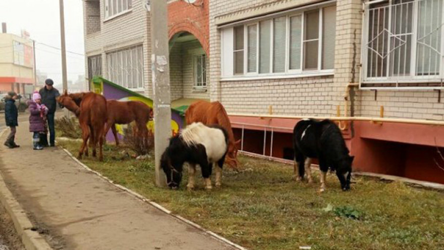 Воронежцы сообщили о сбежавших из конюшни лошадях