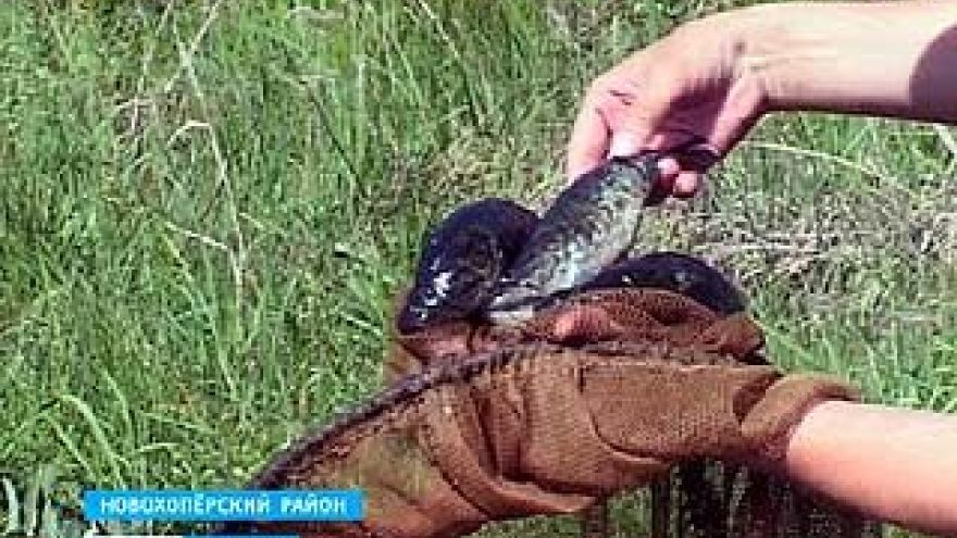 В этом году в водоёмах Воронежской области ратана поубавилось