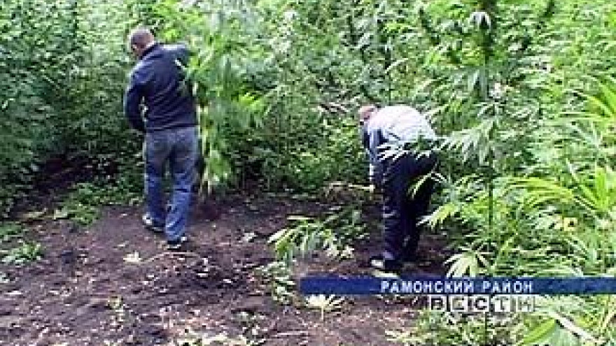 Воронежские наркополицейские сорвали планы "огородников"