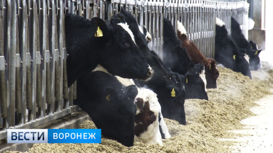 Воронежская облдума добавила два инвестпроекта в перечень особо значимых