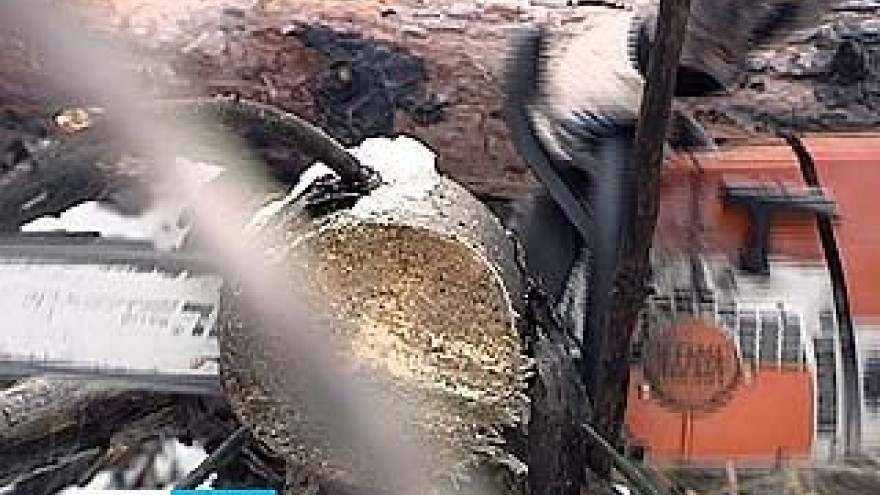 Лесничие пообещали воронежским посадкам не радужное будущее