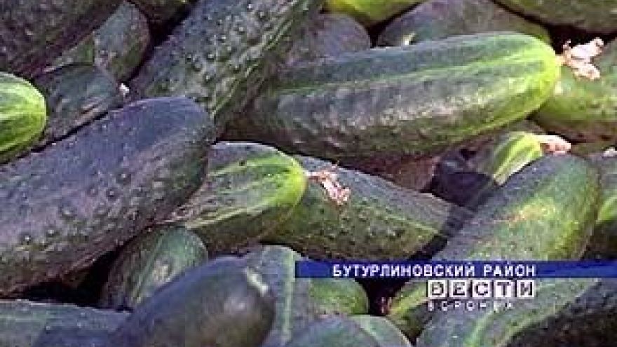 Воспитанники Калачеевской школы-интерната уже собирают урожай