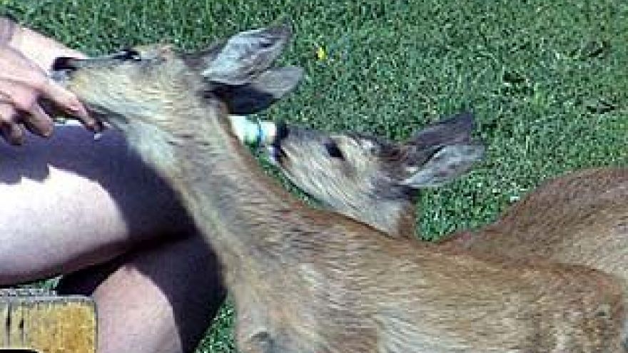 2 детёныша косули будут жить в одном из частных зоопарков