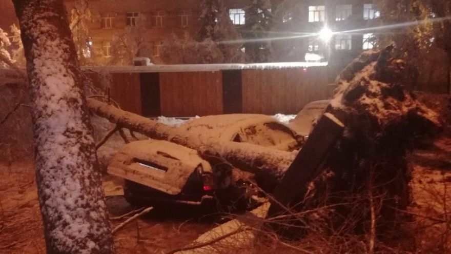 Воронежцы сообщили о десятках рухнувших на машины деревьях