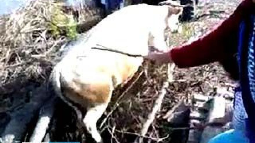 В Петропавловском районе спасали корову, упавшую с моста