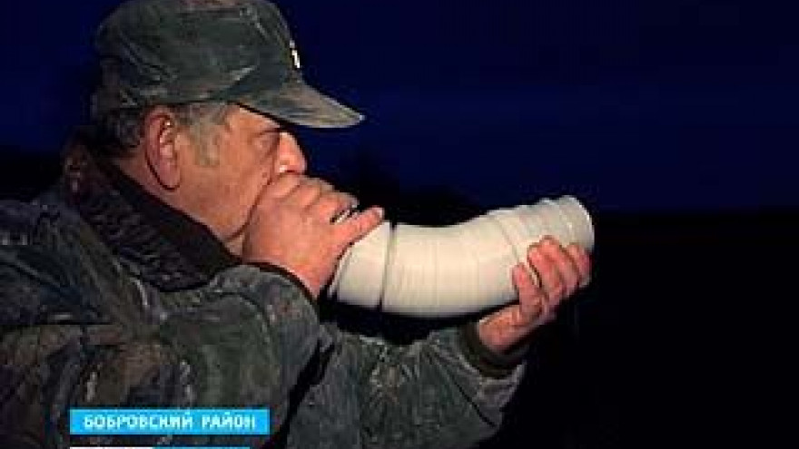 В лесах области сейчас самый разгар свадеб у благородных оленей