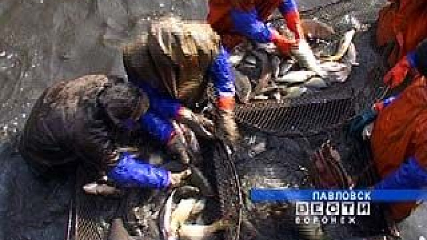 Воронежские ученые получили грант за программу по разведению прудовой рыбы