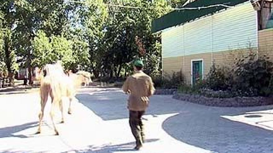 В Парке авиастроителей каждый день выгуливают верблюда